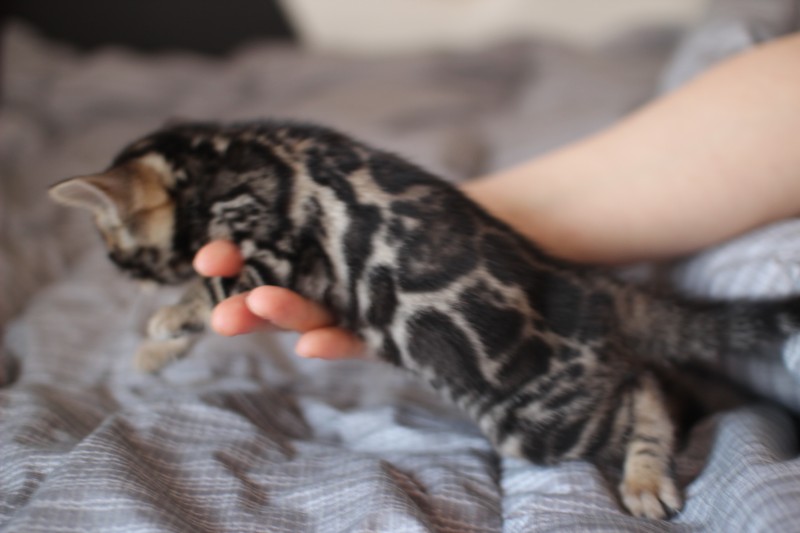 실밍크,브라운,실버뱅갈고양이 분양 합니다~ 관련 이미지 20