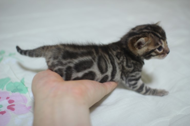 뱅고양이 남매예요~ 관련 이미지 12