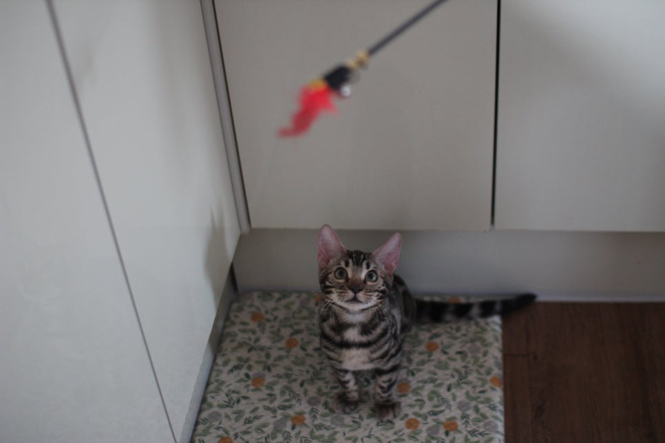 사람을 너무나 좋아하는 강아지 같은 뱅갈고양이 남아 분양해요^^ 관련 이미지 8