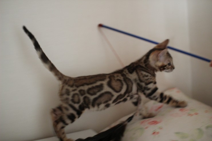 뱅갈고양이 남아 레모나 분양해요 ~ ^^ 관련 이미지 5