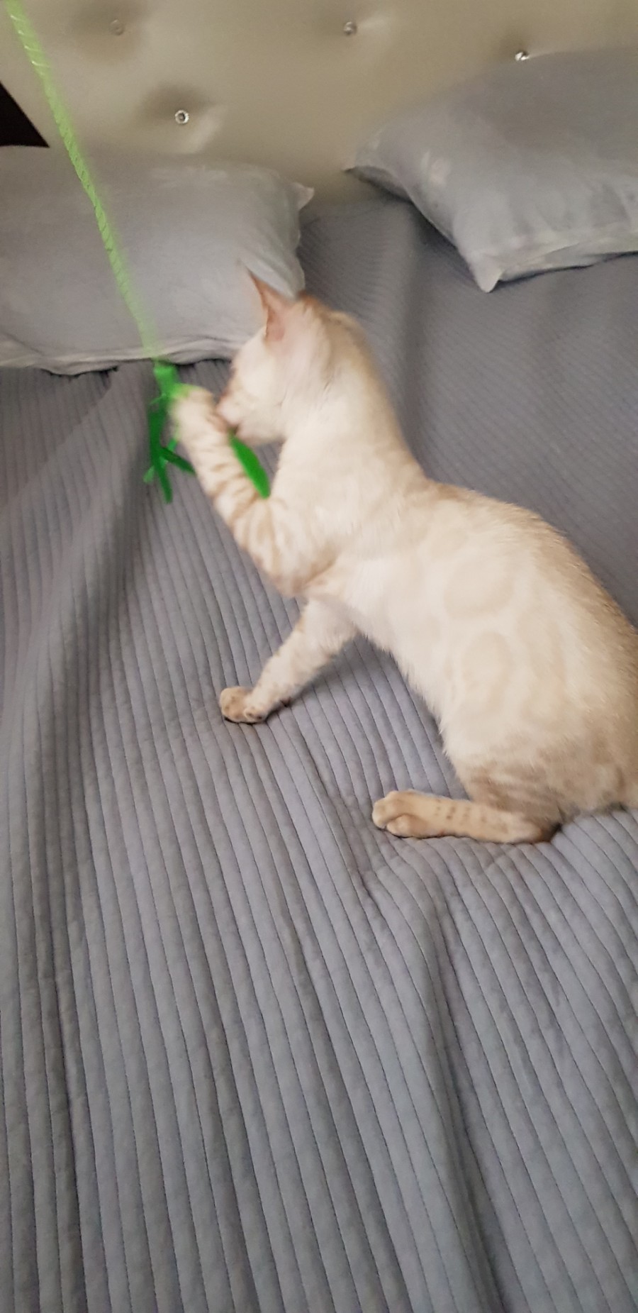 스노우뱅갈고양이 개냥이 남아 노는 모습 😁 관련 이미지 3