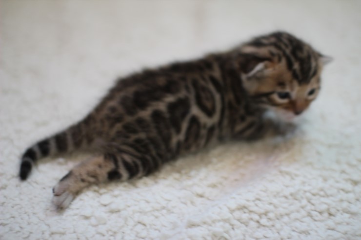 브라운 뱅갈고양이 여아예요~ 관련 이미지 3