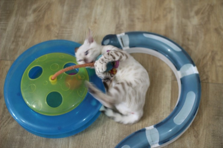 뱅갈고양이,스노우뱅갈고양이, 초아도 장난감에 푹 빠졌습니다~~~ 관련 이미지 7