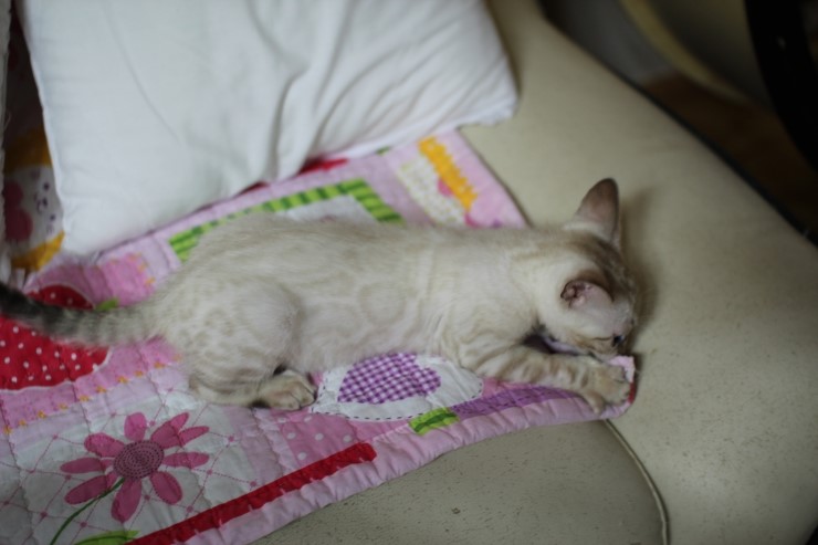 스노우 링스 뱅갈고양이 키퍼여아와 레모나예요~ 관련 이미지 2