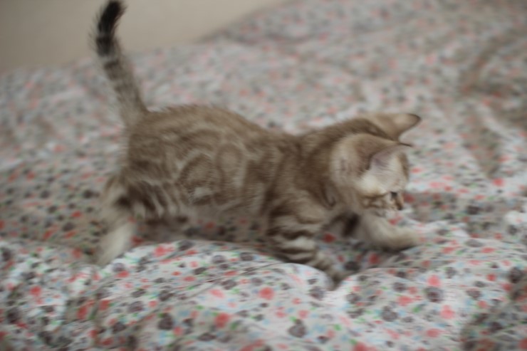 실밍크 뱅갈고양이 꼬맹이 남아에요~~ 관련 이미지 4