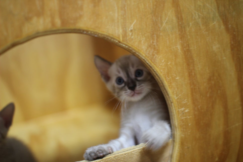 스노우뱅갈고양이 꼬맹이들~ 관련 이미지 8