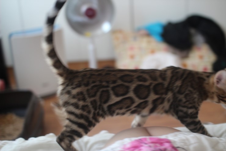 폴란드에서 온 뱅갈고양이 남아 golden rain 입니다~ 관련 이미지 3