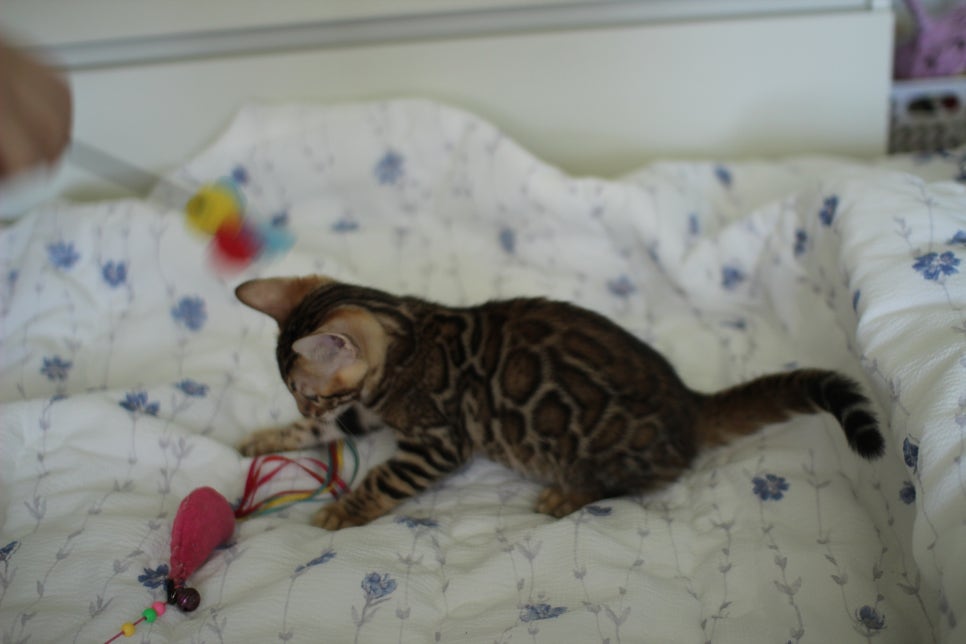 브라운 뱅갈고양이 자매 분양합니다~ 관련 이미지 13