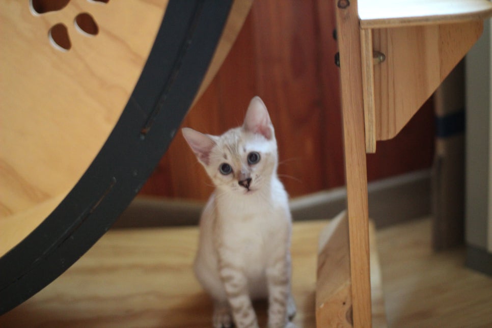 애교 넘치는 스노우뱅갈고양이 꼬맹이들~ 관련 이미지 3