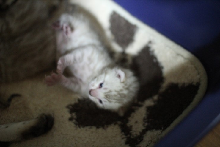 뱅갈고양이 엄마와 아가들~ 관련 이미지 8