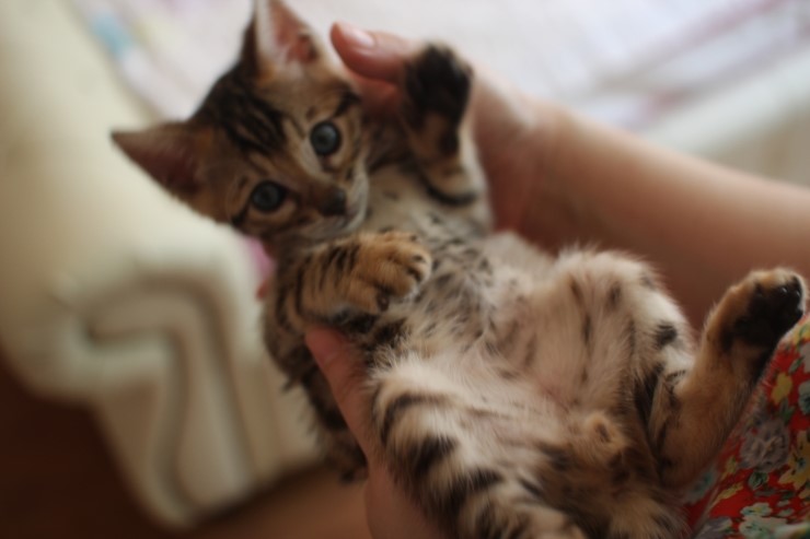 다시봐도 궈여운 뱅갈고양이들 꼬맹이때 사진^^ 관련 이미지 2