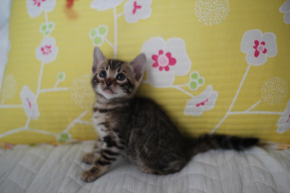 브라운 뱅갈고양이 여아 다롱이 분양해요~ 관련 이미지 4
