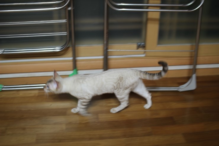 푸른 눈을 가진 스노우 뱅갈고양이 너무 이쁘죠 관련 이미지 6