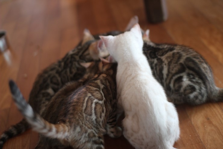 뱅갈고양이 꼬맹이들 생식이 좋아요~ 관련 이미지 6