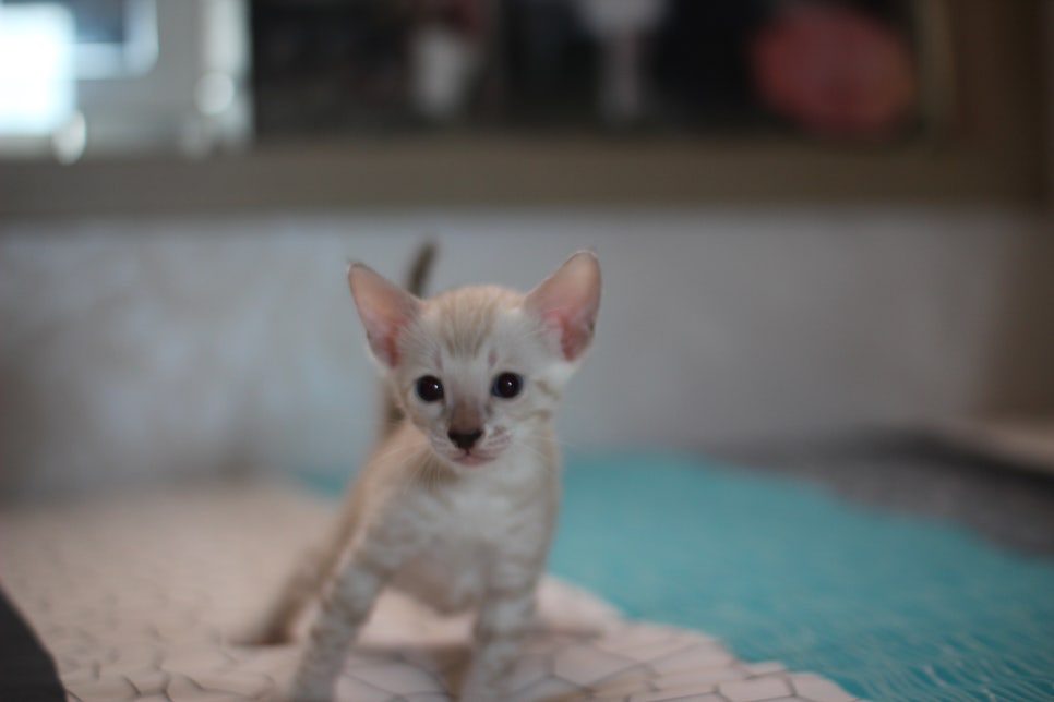 스노우뱅갈고양이 남아에 멋진 무늬 보시고 가세요~ 관련 이미지 1