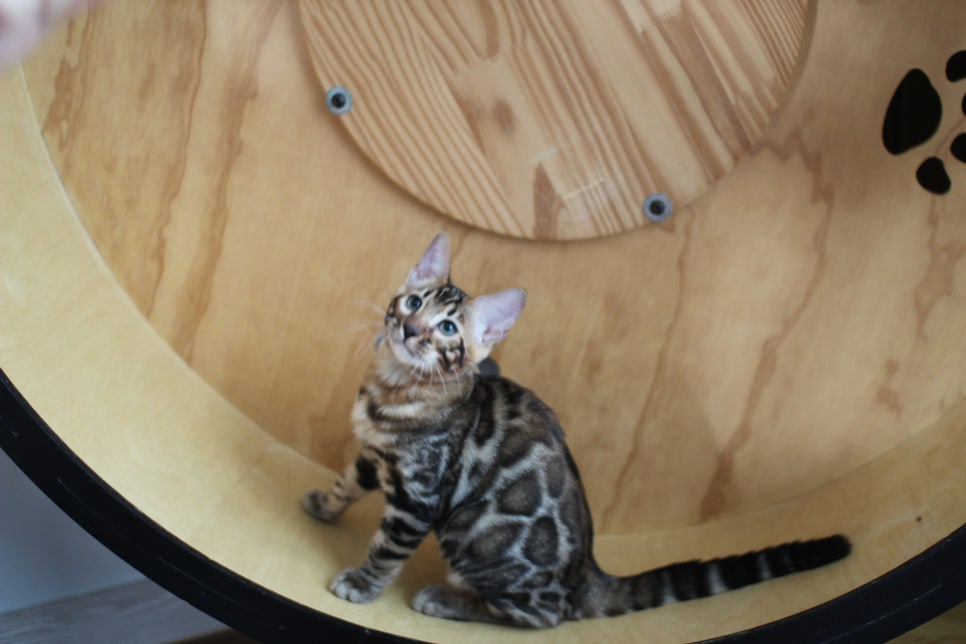 개냥이 건강냥이 뱅갈고양이 남아2 분양해요~ 관련 이미지 2