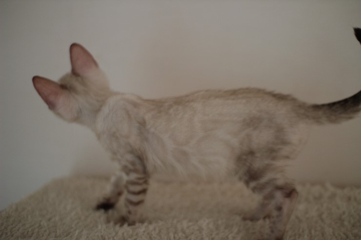 클라우드 로젯 실링스 뱅갈고양이 키퍼 여아 입니다~~ 관련 이미지 1