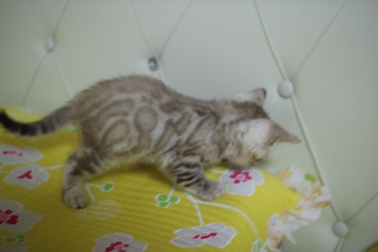 실밍크 뱅갈고양이 형과 아우에요~ 관련 이미지 7