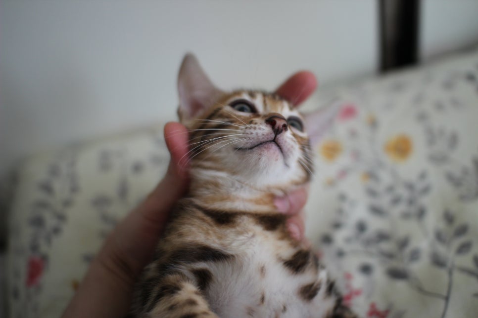 애교만점 개냥이 뱅갈고양이 남아 순둥군 분양해요~ 관련 이미지 9