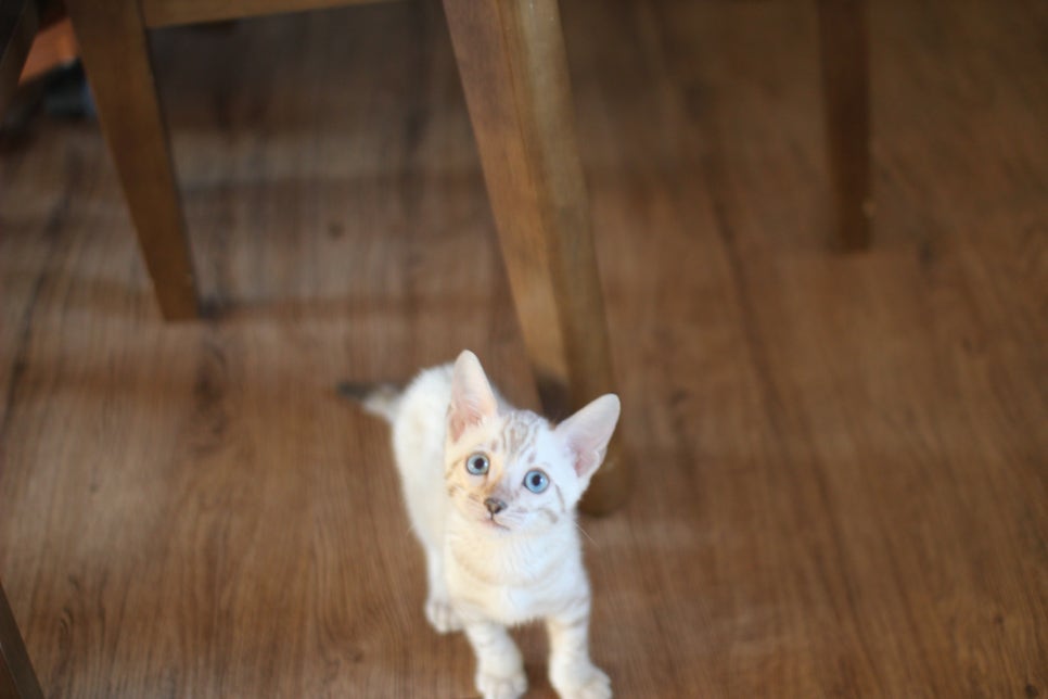 뱅갈고양이분양 행복 가득한 아이들 관련 이미지 1