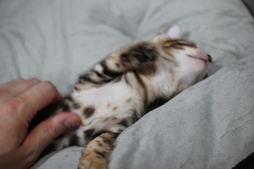 애교냥이 순둥이 분양해요~ 관련 이미지 6