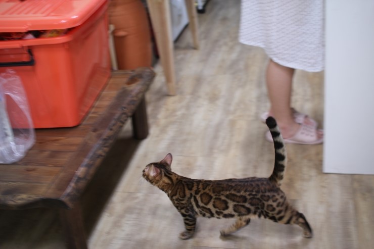 뱅갈고양이,스노우뱅갈고양이, 링컨이와 초아는 적응 끝나고 재미나게 살고 있어요~~~~~~~ 관련 이미지 6