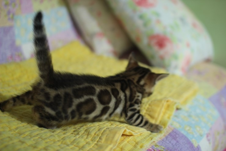 뱅갈고양이 4남매 건강하고 멋지게 성장하고 있습니다^^ 관련 이미지 1