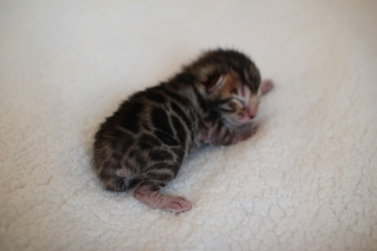 실버,브라운 뱅갈고양이 꼬물이들 사진 입니다 관련 이미지 22