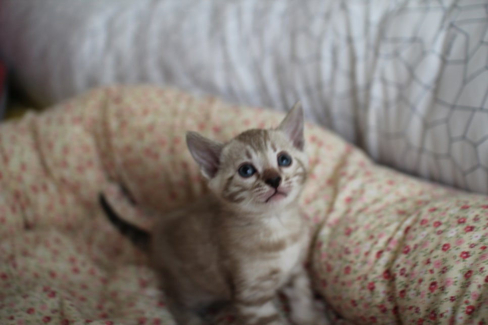 실밍크 뱅갈고양이 여아 분양 합니다~ 관련 이미지 2