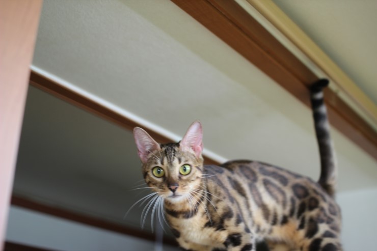 뱅갈고양이,뱅갈고양이 분양,미녀 뱅갈고양이들 입니다^^ 관련 이미지 4