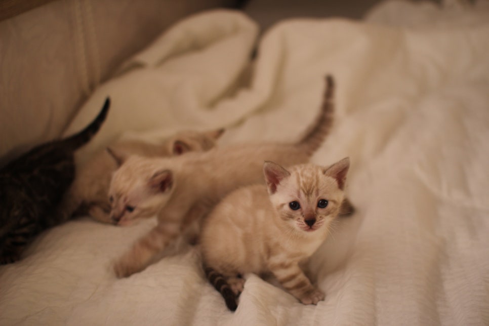 스노우뱅갈고양이 꼬맹이들 분양해요~ 관련 이미지 11