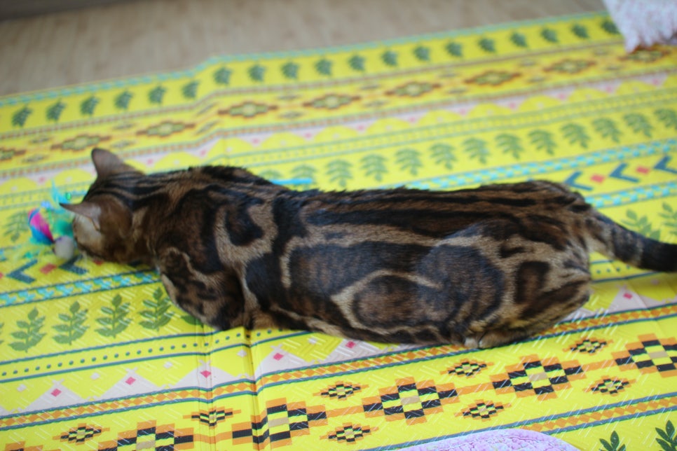 스파블 뱅갈고양이 블랙홀 새집에서 한컷 관련 이미지 11