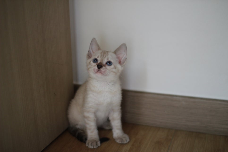 뱅갈고양이 분양은 성격좋고 건강한 아이가 최고예요~ 관련 이미지 7