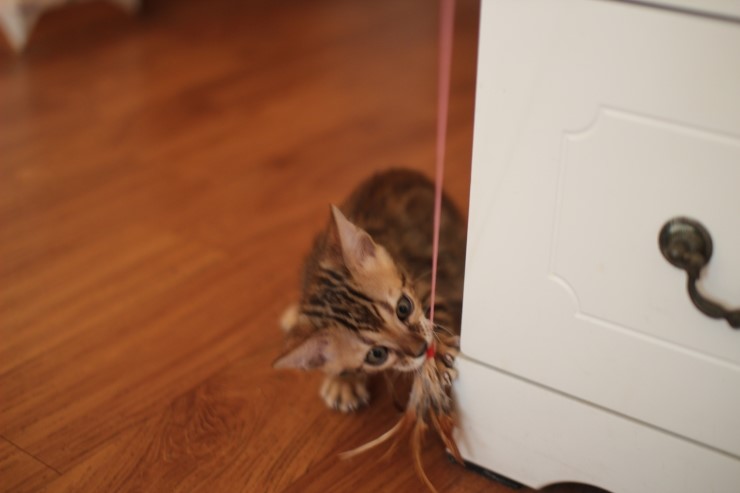 뱅갈고양이 분양 완전히 빠졌네 빠졌어~ 관련 이미지 32