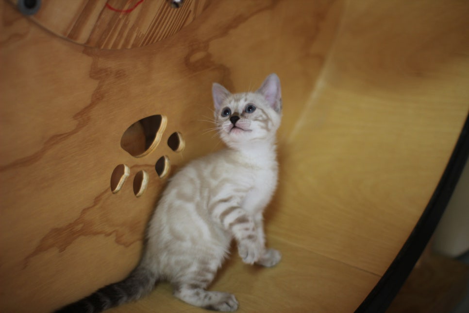 뱅갈고양이분양 무늬와 건강이 최고 관련 이미지 23