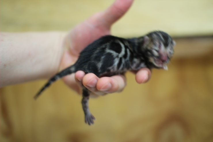 뱅갈고양이 키퍼 여아~ 관련 이미지 2