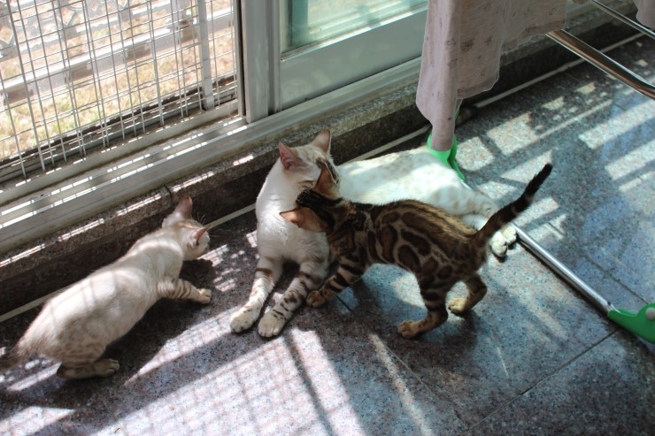 실링스 뱅갈고양이 키나는 꼬맹이들을 너무나 좋아해요~ 관련 이미지 6