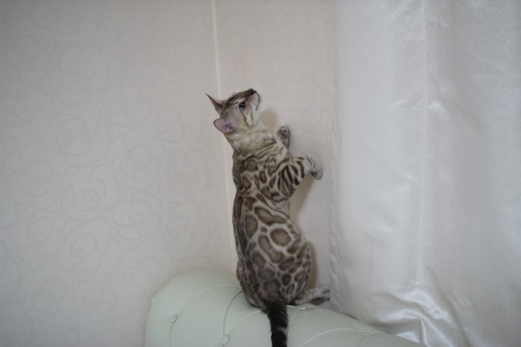 분양하는 아이들에 아빠인 실밍크 뱅갈고양이 영웅이에요~ 관련 이미지 6