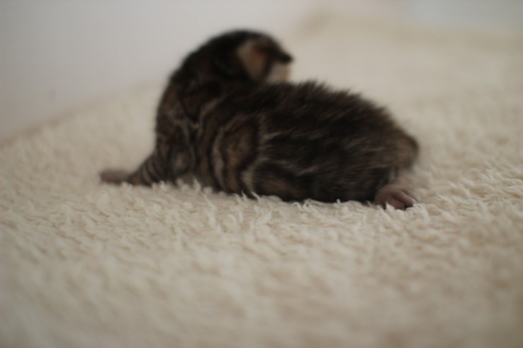 뱅갈고양이 꼬물이 남아예요~ 관련 이미지 13