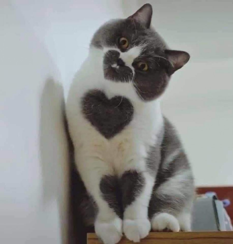 하트를 가진 고양이~ 관련 이미지 1