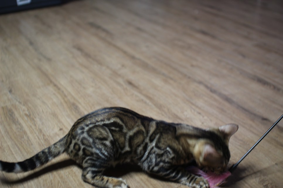 뱅갈고양이 강아지 같은 아이들 분양해요~ 관련 이미지 13