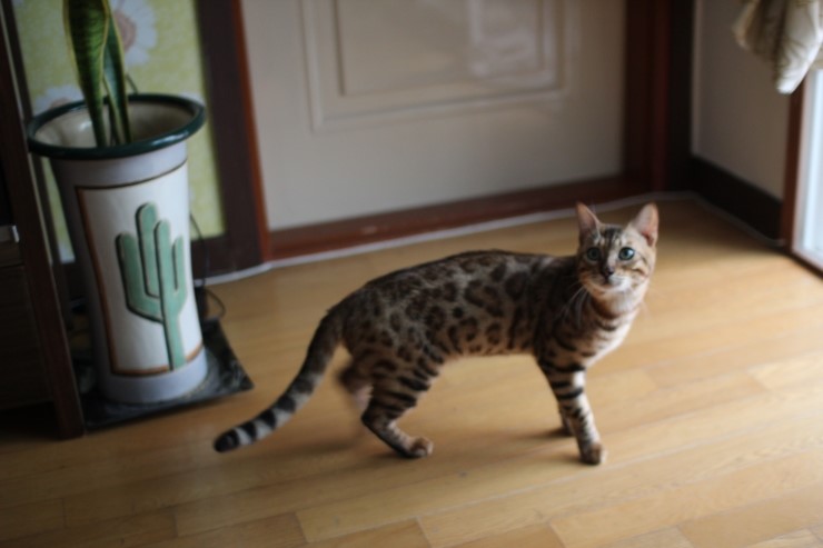 우리집 미남 레이~ 관련 이미지 3