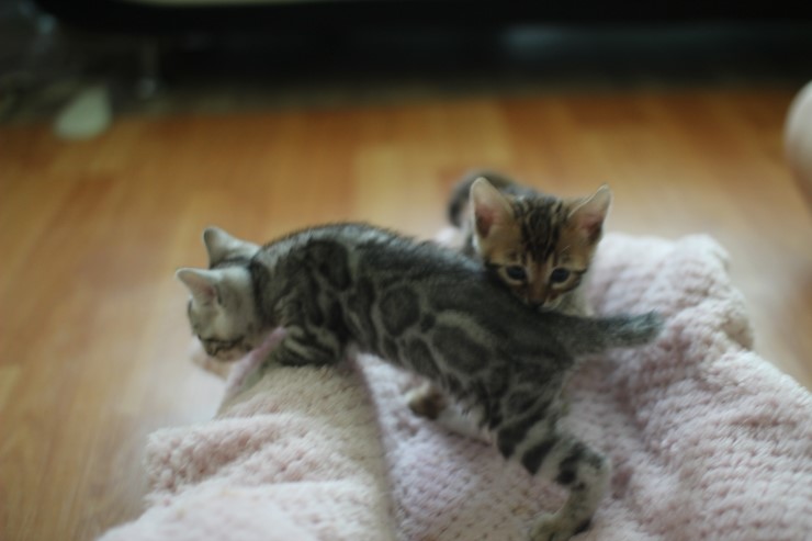 브라운 뱅갈고양이 지우와 실버 뱅갈고양이 로미~ 관련 이미지 2