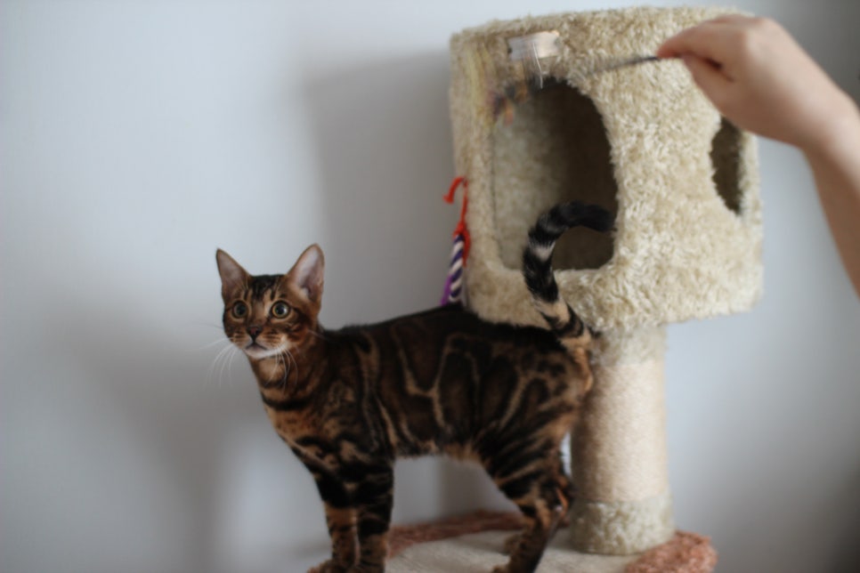 얌전 순둥 개냥이 뱅갈고양이 모카 분양해요~ 관련 이미지 3