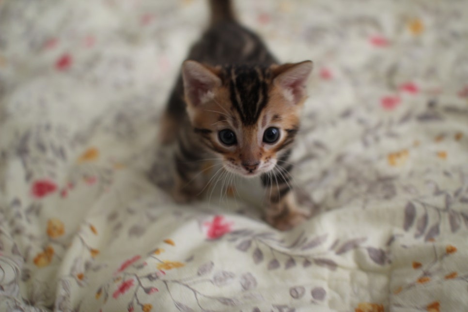 뱅갈고양이 꼬맹이 하루하루 쑥쑥 멋지게 성장중~ 관련 이미지 1