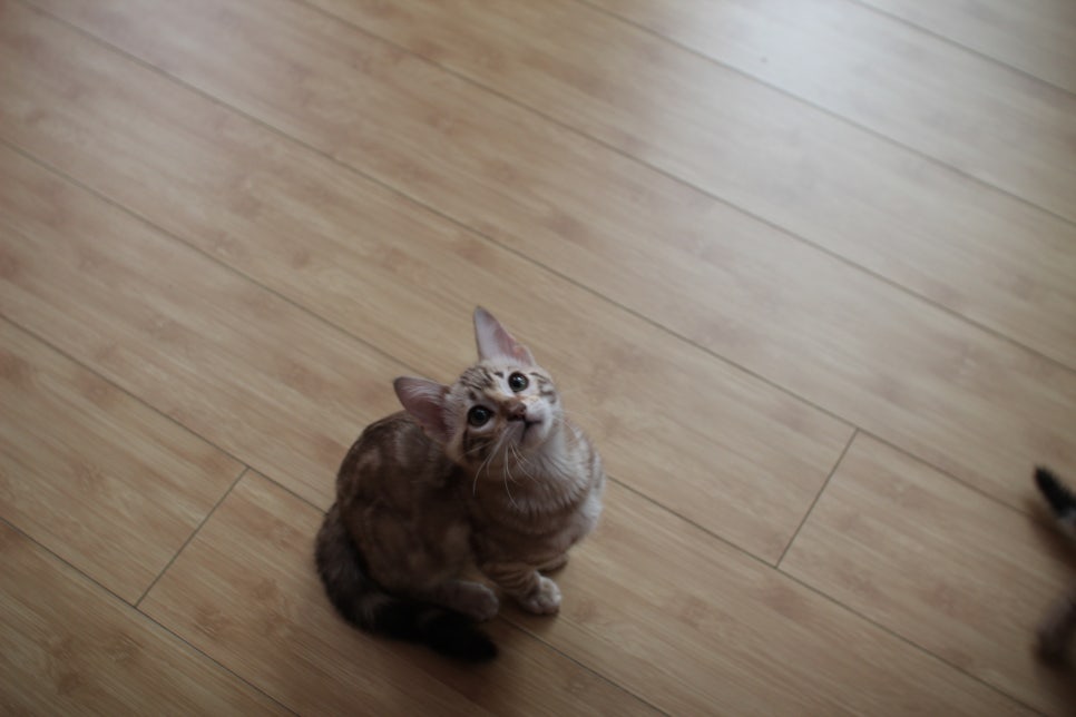 뱅갈고양이 블랙홀과 동희예요~ 관련 이미지 6