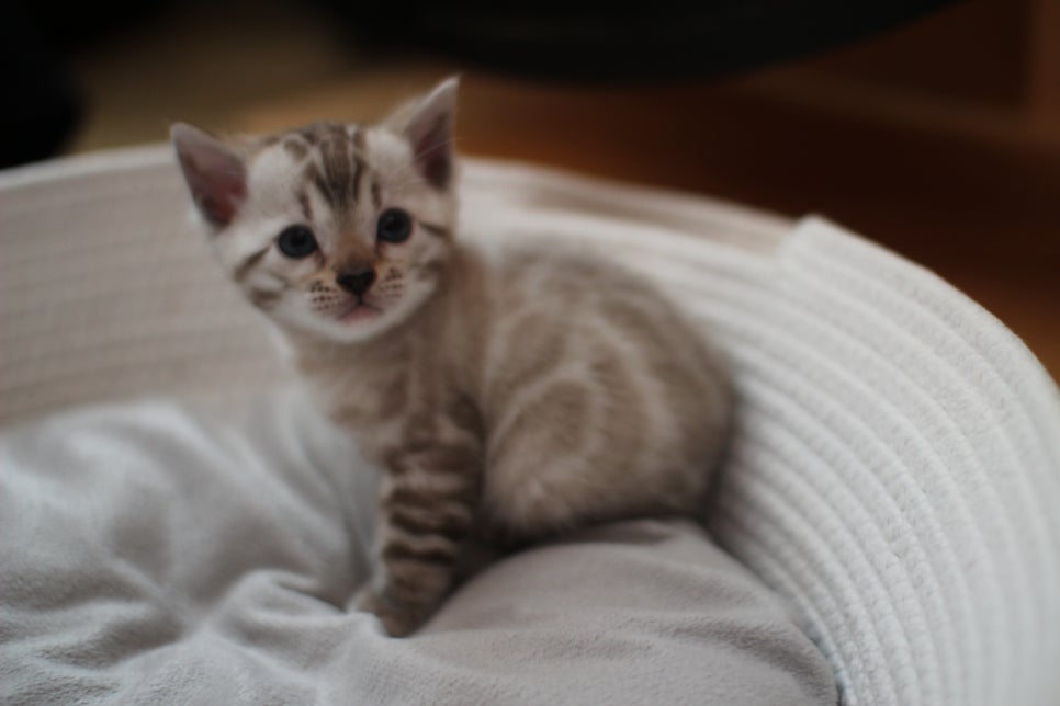 스노우뱅갈고양이 여아예요~ 관련 이미지 4