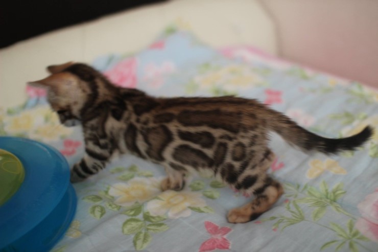 브라운 뱅갈고양이 남아 레모나예요~ 관련 이미지 4