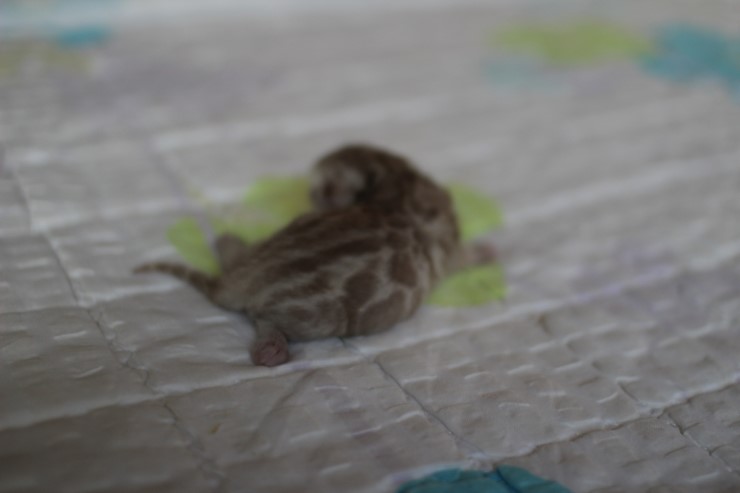 실밍크 뱅갈고양이 꼬맹이 남아 입니다~ 관련 이미지 5