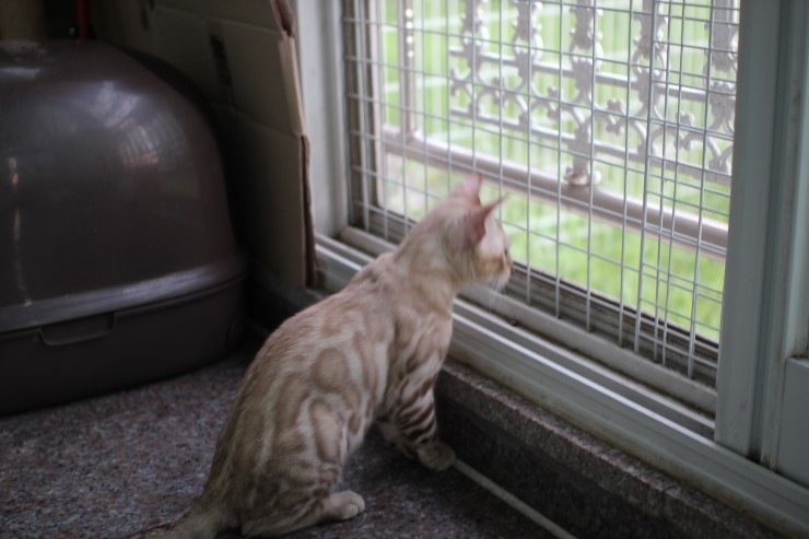 실밍크 뱅갈고양이 남아 킹 입니다~ 관련 이미지 1